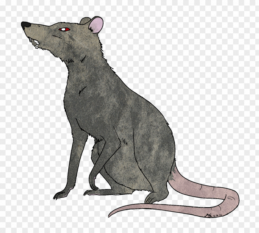 Rat Rodent Mammal Fauna Canidae PNG