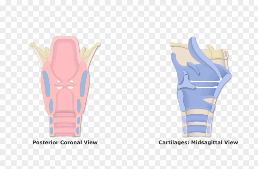 Vocal Cords Larynx Vestibular Fold Cuneiform Cartilages Anatomy PNG