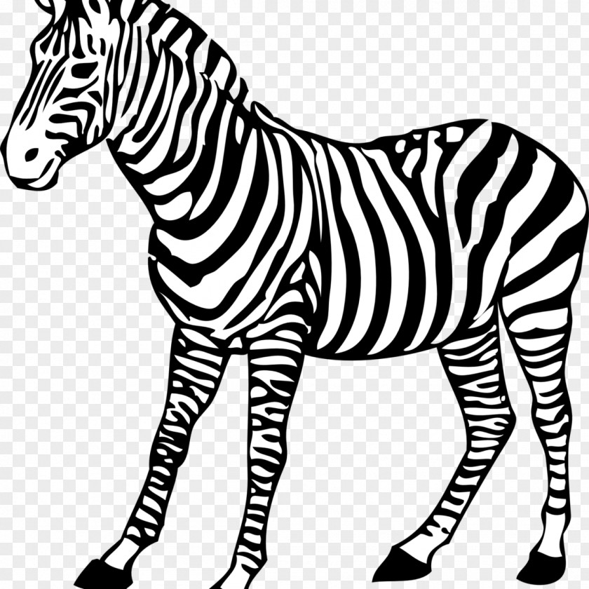 Zebra Coloring Book Colouring Pages Baby Drawing PNG