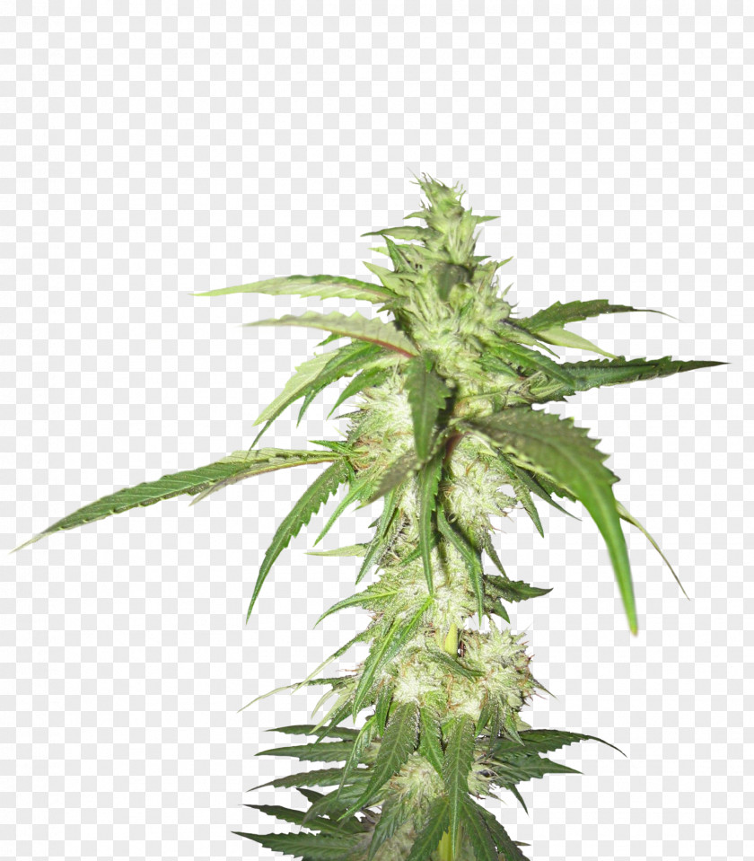 Cannabis PNG Hemp Charlotte's Web Textile Fiber PNG