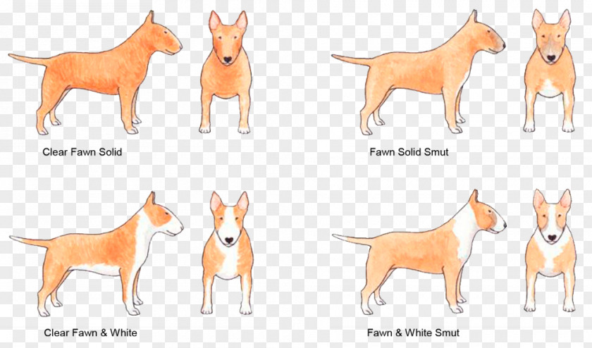 Fawn Photos Dog Breed Basenji Staffordshire Bull Terrier PNG