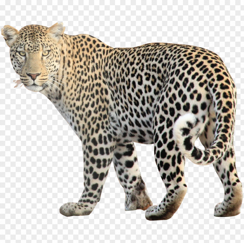 Leopard Clip Art PNG