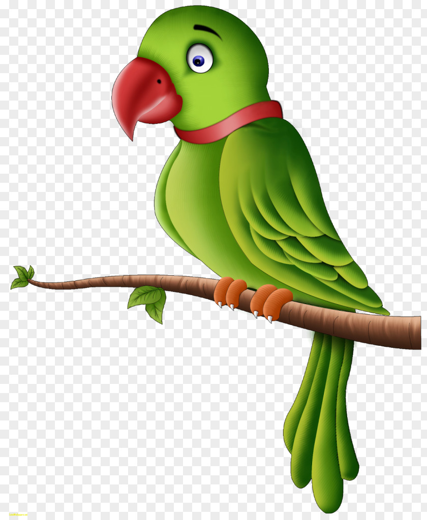 Parrot Budgerigar Vertebrate Desktop Wallpaper PNG