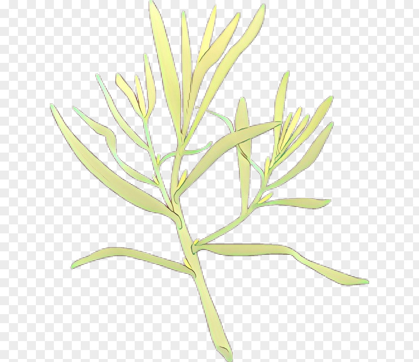 Twig Plant Stem Leaf Commodity Flower PNG