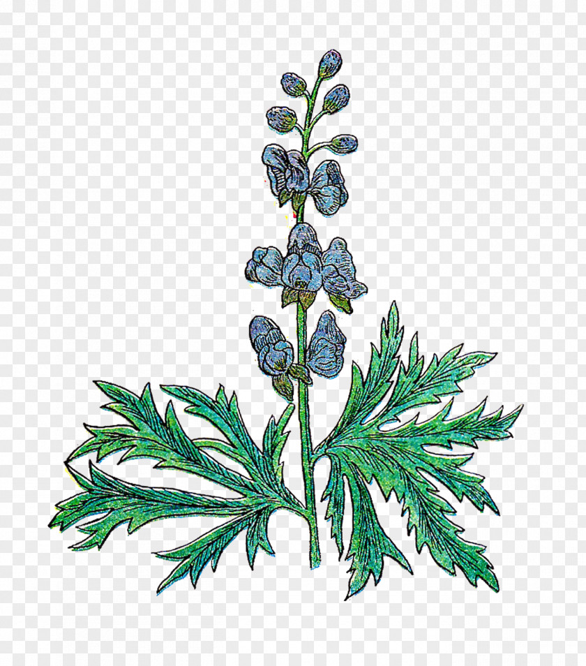 Vintage Herb Cliparts Medicinal Plants Rosemary Clip Art PNG