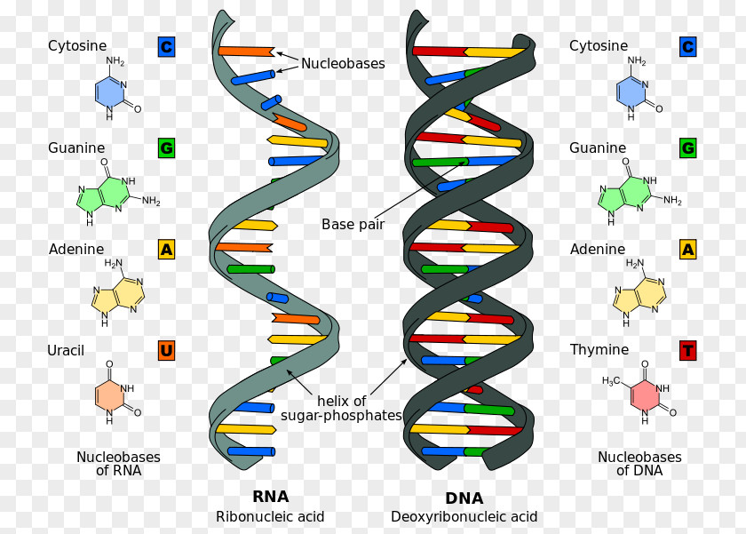 Dnk Nucleic Acid Structure RNA DNA PNG