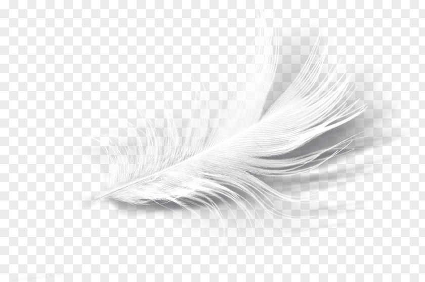 Feather Product Design Eyelash PNG