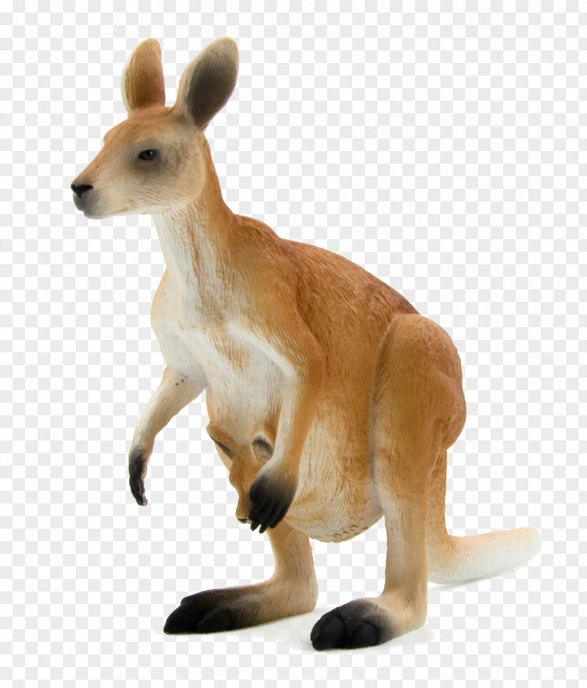 Kangaroo Red Macropodidae Eastern Grey Western Antilopine PNG