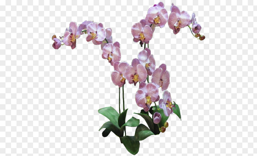 Orchid Phalaenopsis Equestris Orchids Plant Lilac PNG