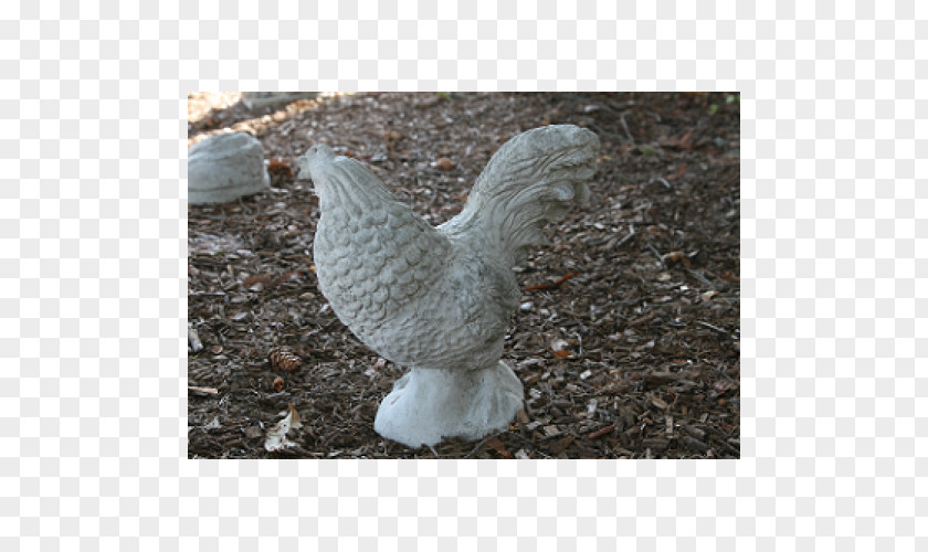Rooster Chicken Bird Galliformes Fowl Poultry PNG
