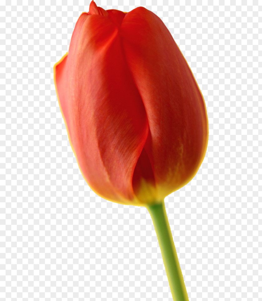 Tulip Pentax K-x Flower PNG