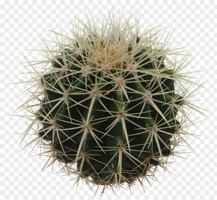 Barrel Cactus Cactaceae Clip Art PNG