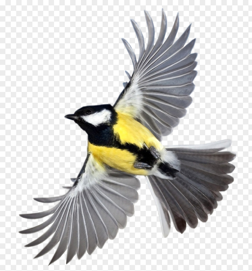 Bird Desktop Wallpaper Clip Art PNG