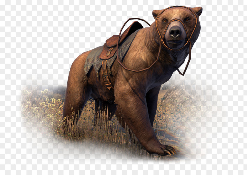 Elder Scrolls Online Cave Bear The Online: Tamriel Unlimited Video Game PNG