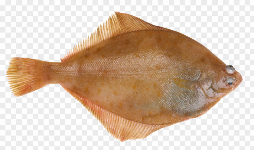 Fish Flounder Lemon Sole Common Dab PNG