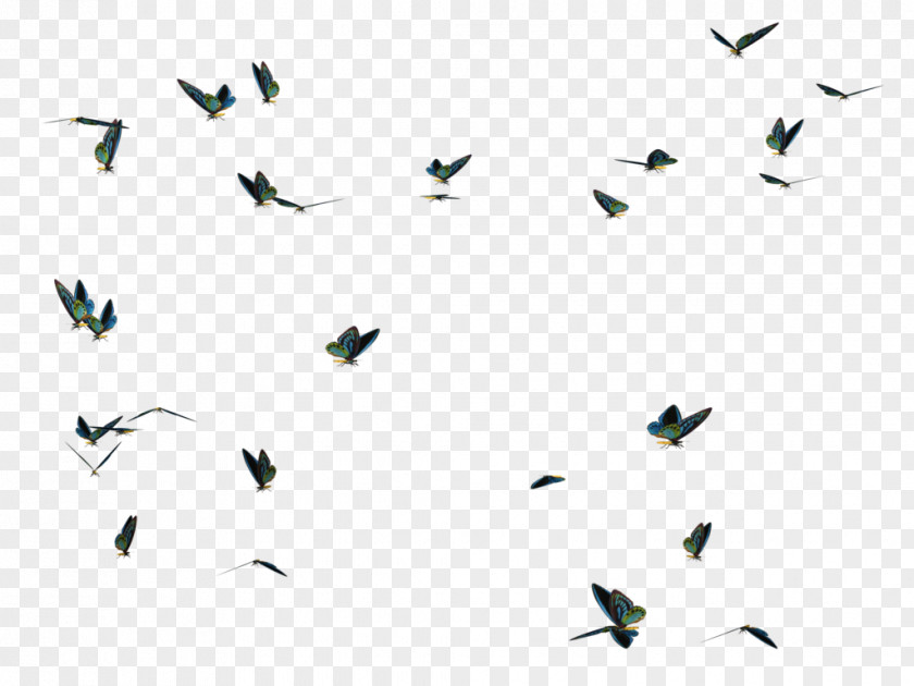 Flies Butterfly Bird Photography Desktop Wallpaper PNG