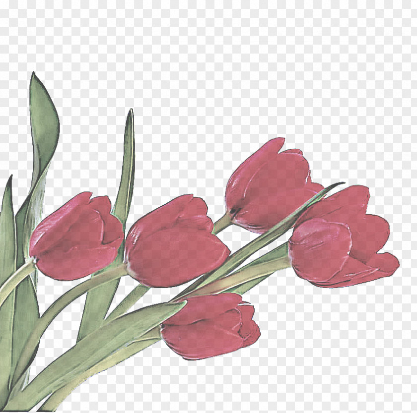 Plant Stem Lily Family Flower Flowering Tulip Cut Flowers PNG