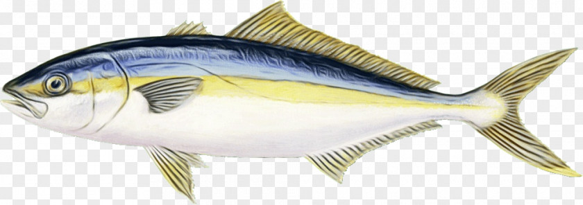 Tuna Rayfinned Fish Fin Products Perch PNG