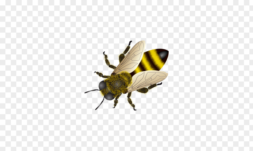 Bee Picture Honey Insect Clip Art PNG