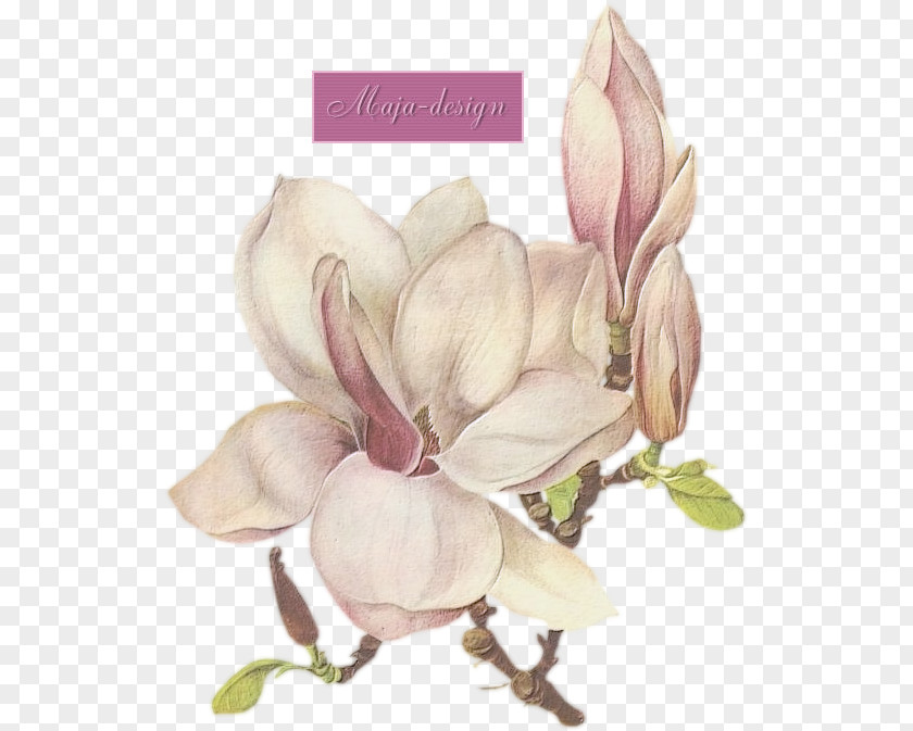 Flower Clip Art Printmaking Southern Magnolia Image PNG