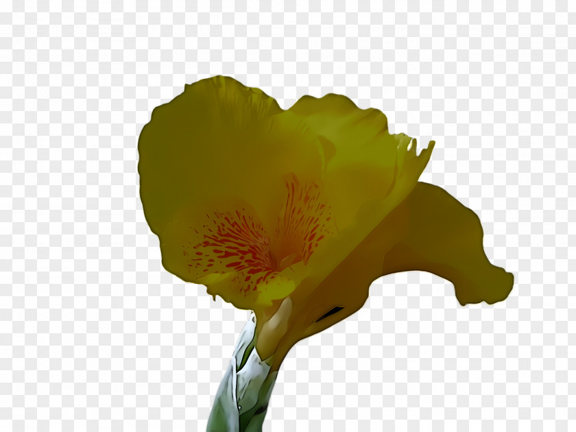 Iris Cut Flowers Flower Yellow Petal Plant Wildflower PNG