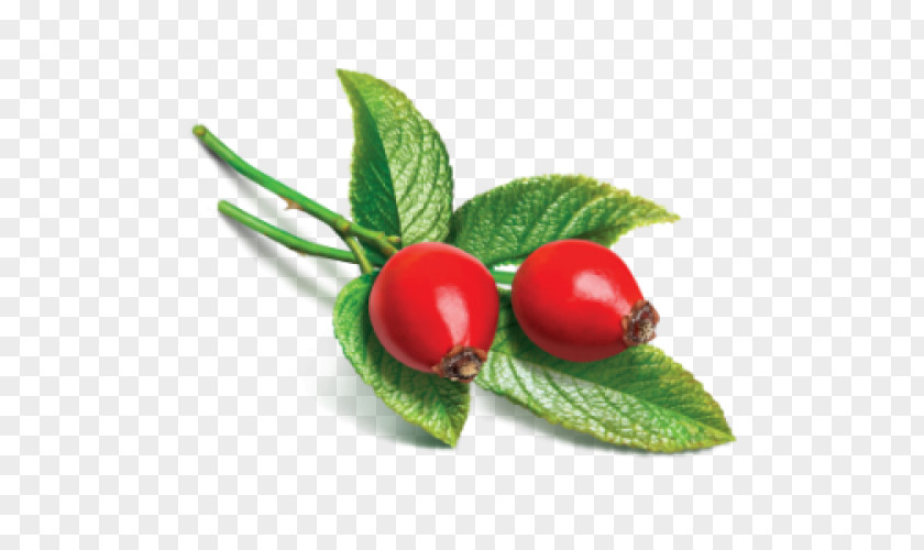 Burning Flowers Rose Hip Seed Oil Carrier Essential PNG