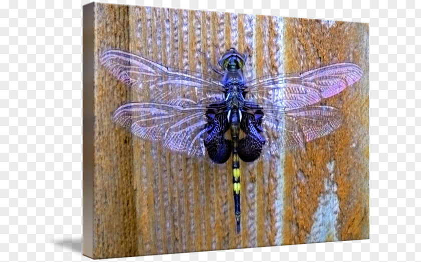 Dragonfly Insect Pollinator PNG