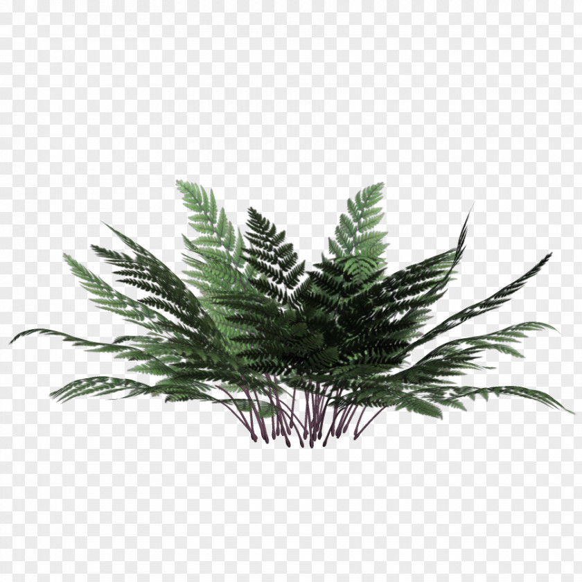 Grass Download Plant PNG