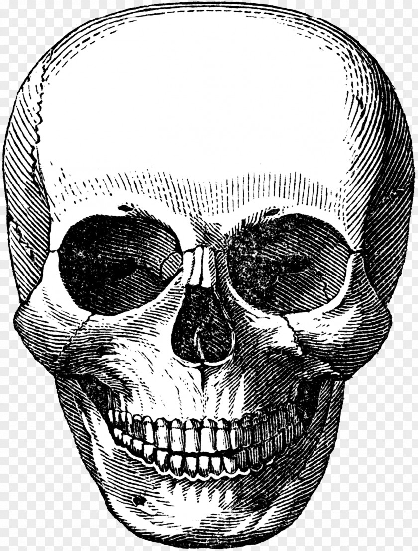 Skull Calavera Human Skeleton PNG