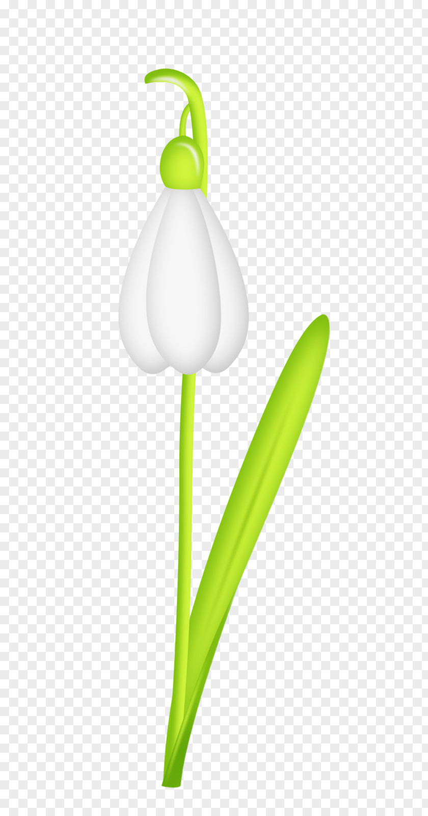 Snowdrop Flower Plant Stem Leaf PNG