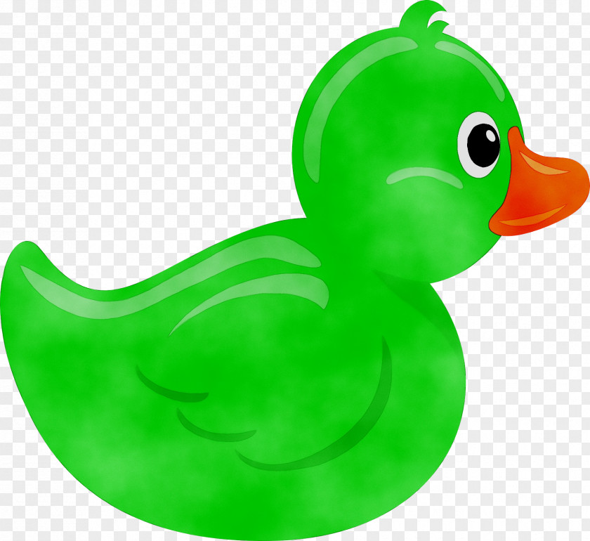 Ducks Swans Goose Beak PNG