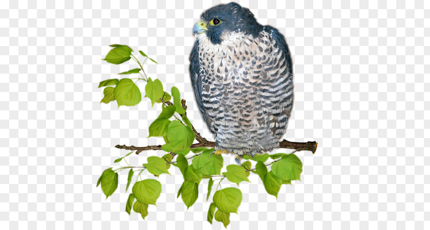 Owl Hawk Beak Fauna Falcon PNG