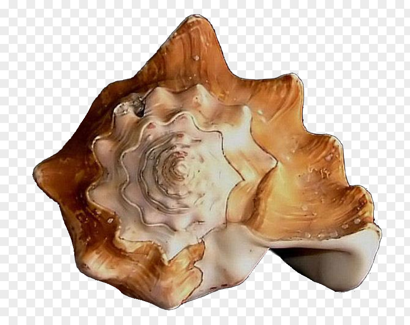 Coquillage Conch PNG