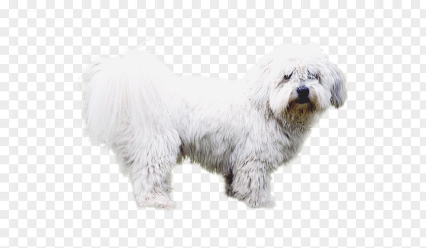 Coton De Tulear Diseases Maltese Dog Havanese Little Lion Bichon Frise PNG