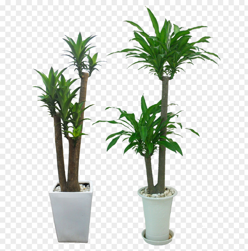 Tree Dracaena Fragrans Ornamental Plant Leaf Office PNG