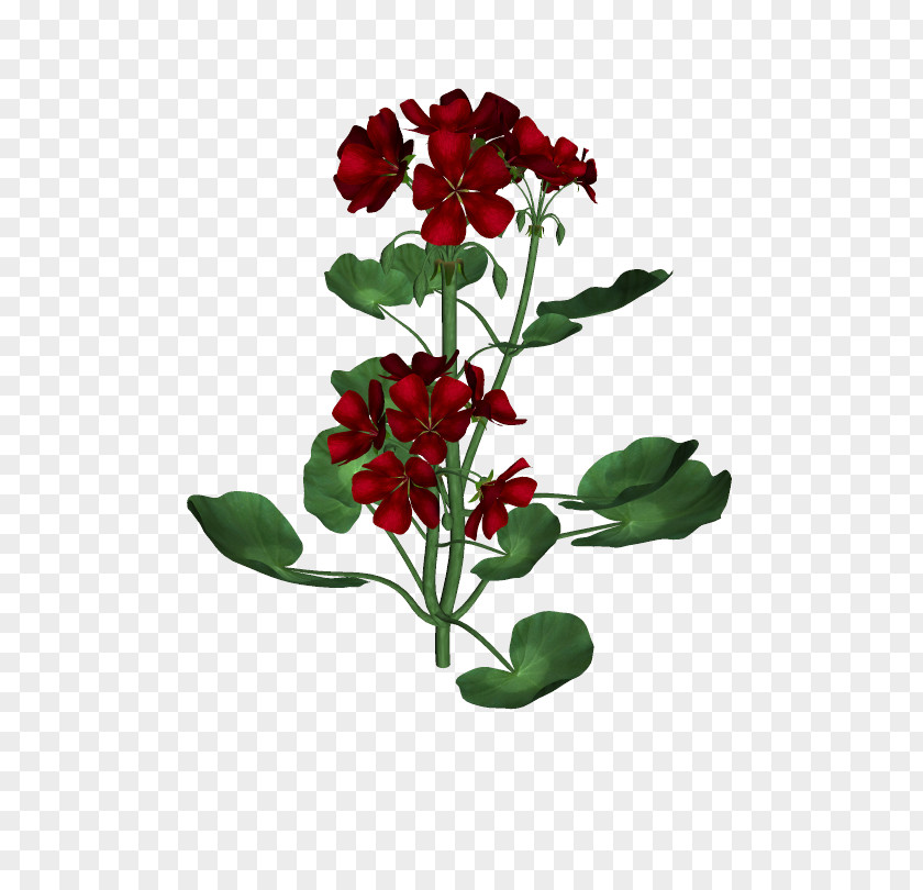 3d Floral Cut Flowers Plant Stem Family M Invest D.o.o. Plants PNG
