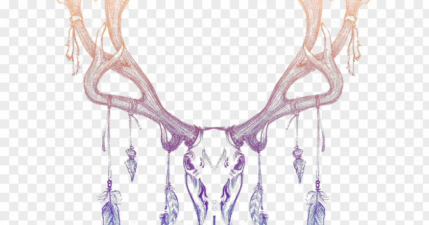 Deer Bone Drawing Antler PNG