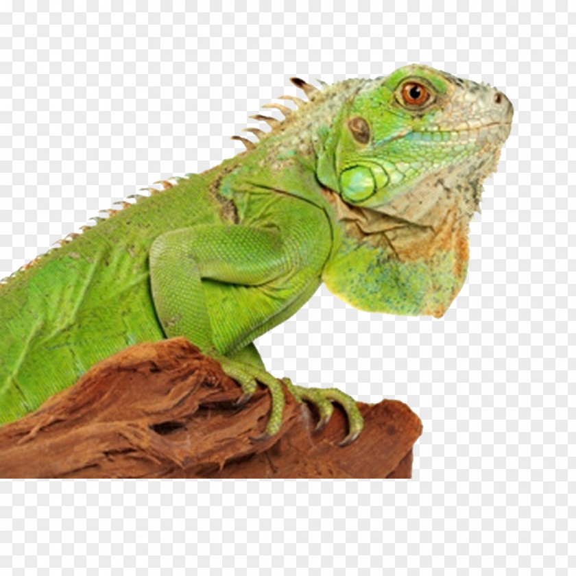 HD Chameleon Image Green Iguana Lizard Reptile Chameleons Terrarium PNG