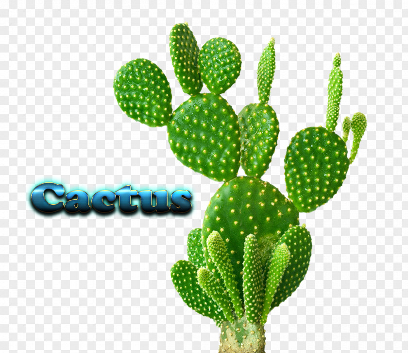 Plant Cactaceae Houseplant Cactus Garden PNG