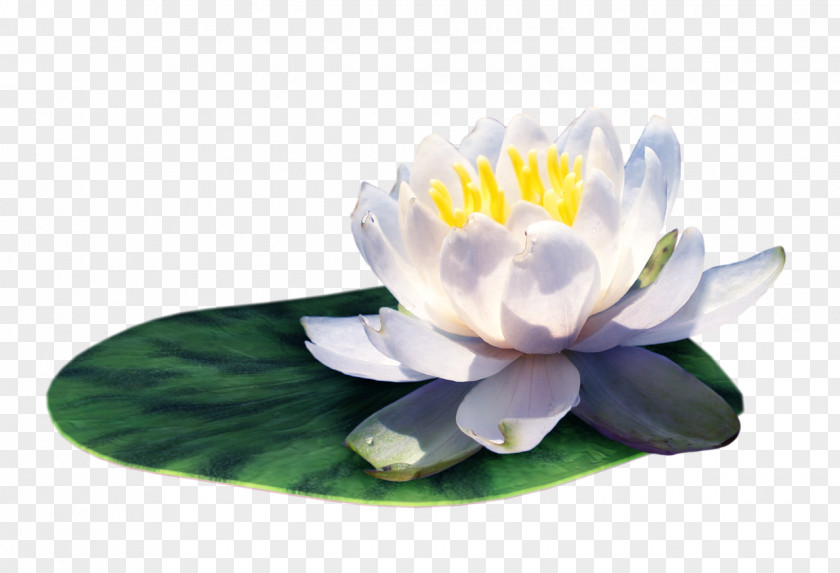 Water Lilies On The Leaves Picture Material PNG