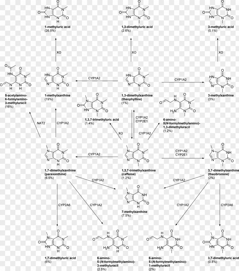 Paraxanthine Caffeine Metabolite Theobromine 1,3,7-Trimethyluric Acid PNG