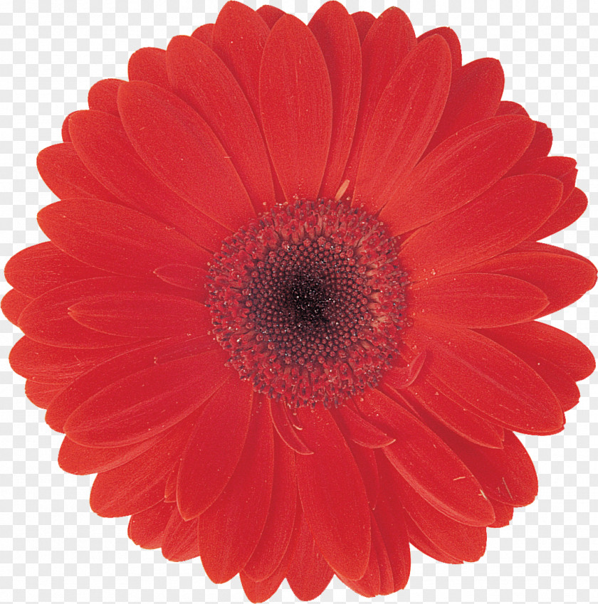Transvaal Daisy Color Burgundy Red Blue PNG