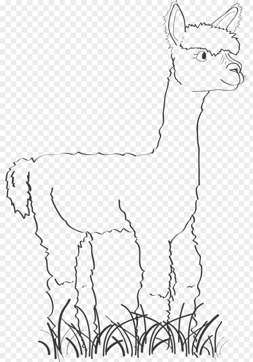 Alpaca Llama Drawing Line Art PNG