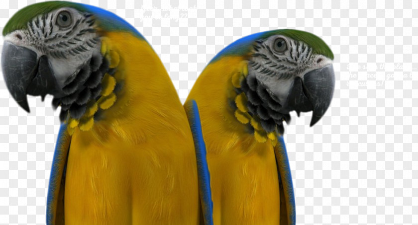 Margaritaville Macaw Parakeet Beak Pet PNG