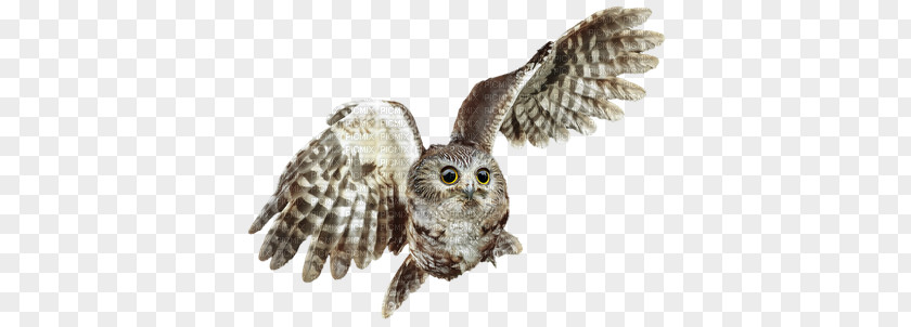 Bird Blog Owl October PNG