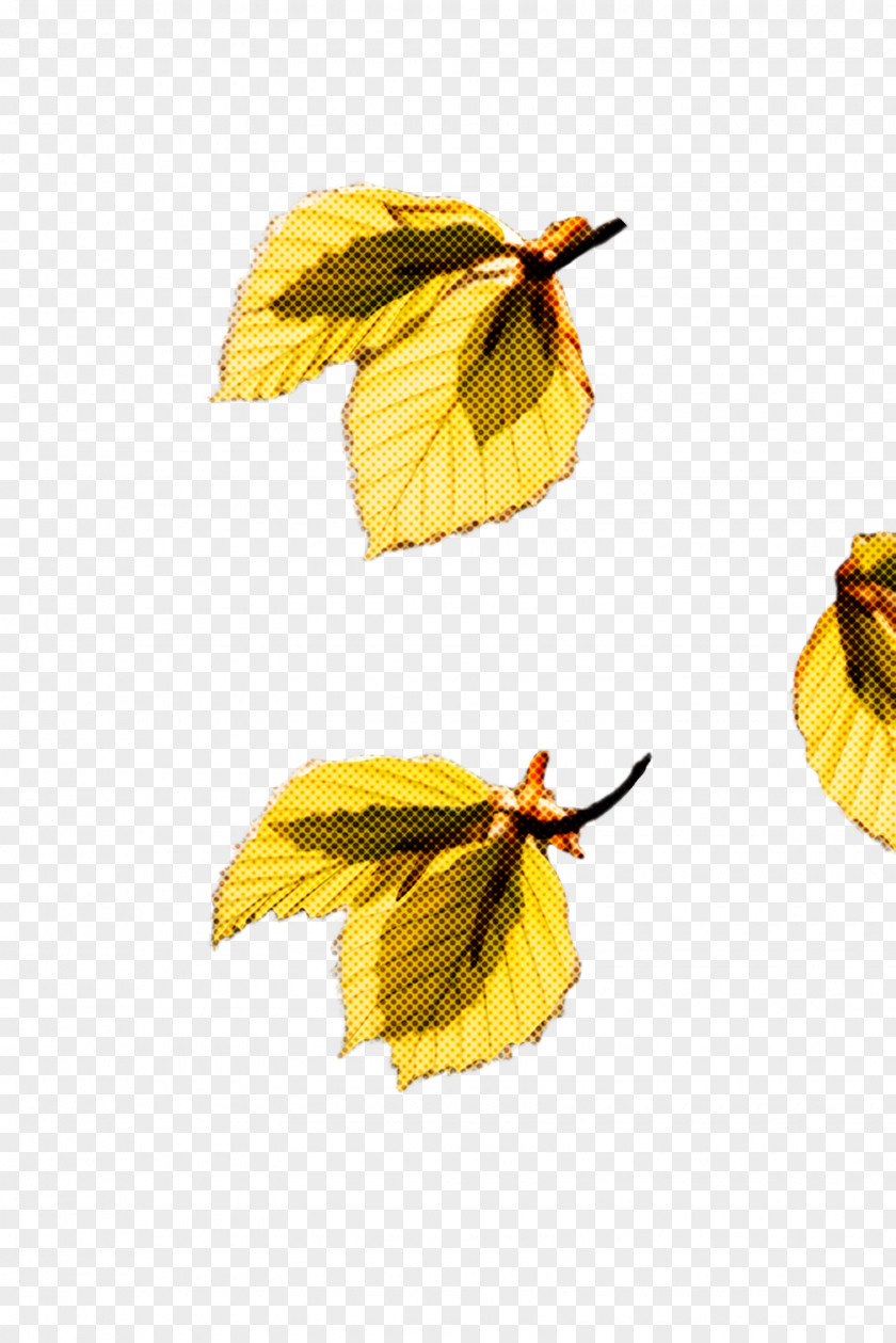 Twig Deciduous Leaf Yellow Plant Tree Beech PNG