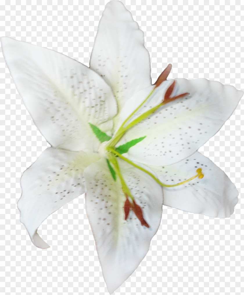 White-lilies Cut Flowers Petal Lily M PNG