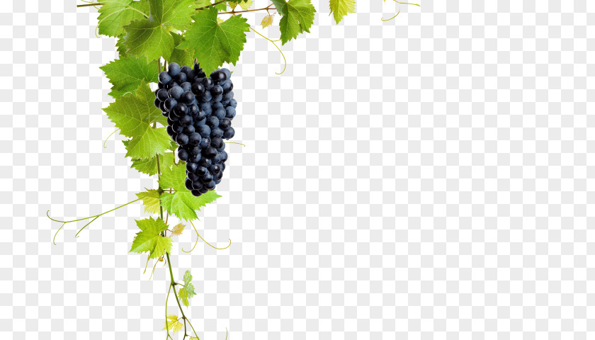 Wine Common Grape Vine Leaves Raisin PNG