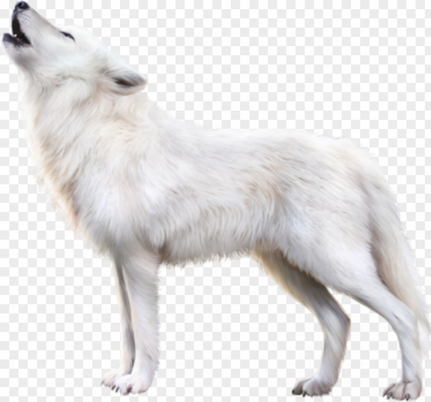 American Eskimo Dog Ancient Breeds Wolf Cartoon PNG