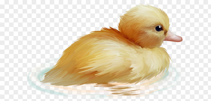 Guinea Pig Bath Clip Art Duck Image Adobe Photoshop PNG